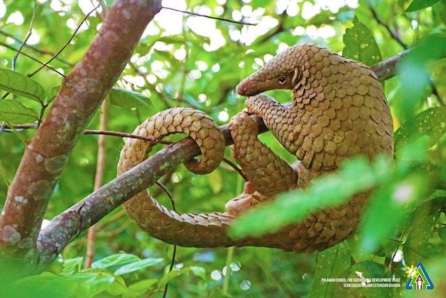CRITICALLY ENDANGERED. The Palawan pangolin or balintong is a burrowing mammal found in Palawan's secondary forests, grassland, open country, thick bush, shrubby slopes and subsistence farming areas. It acts as pest control, regulating termite and ant populations in the wild. File photo courtesy of PCSDS    