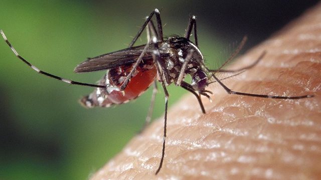 Mosquito trials raise hopes of defeating dengue