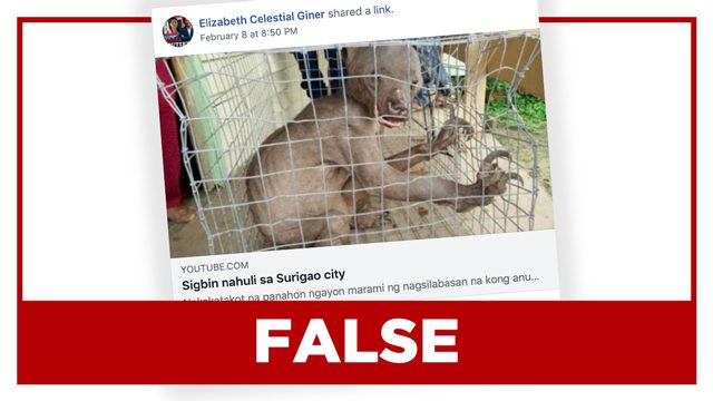 FALSE: ‘Sigbin’ caught in Surigao City