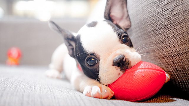 7 useful things you need to have before welcoming your first pet