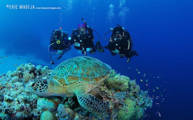 MARINE LIFE. The Tubbataha experience shows how marine life is sustained. Photo courtesy of the ASEAN Center for Biodiversity 