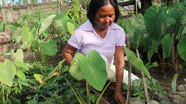 Organic farming: The answer to food insecurity in Yolanda-hit areas