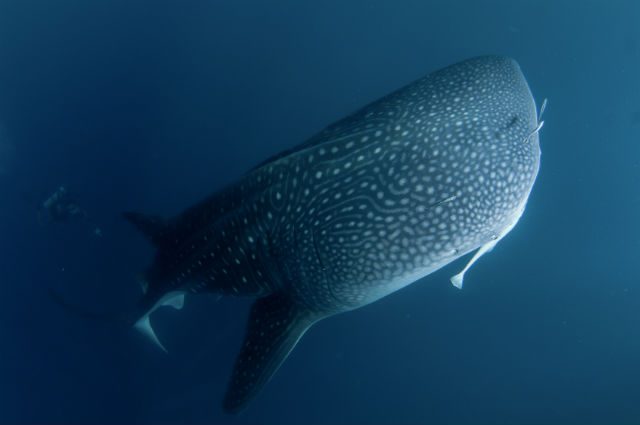 Cendrawasih Bay: Where whale sharks visit every day