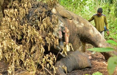 Begini cara unik warga Pidie Aceh mengusir gajah liar dari perkebunan