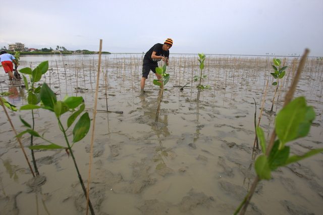 Stopping mangrove deforestation in Indonesia could help slow climate change