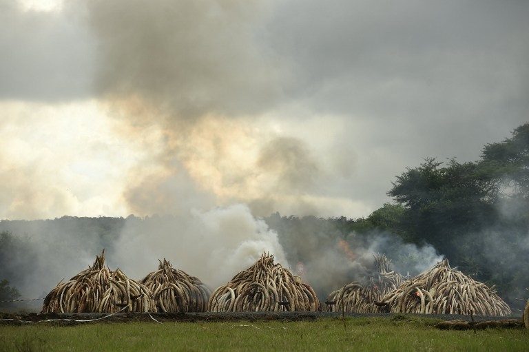 Kenya menyalakan api unggun gading terbesar di dunia