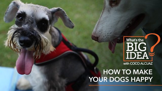 What’s The Big Idea? How to make your dogs happy
