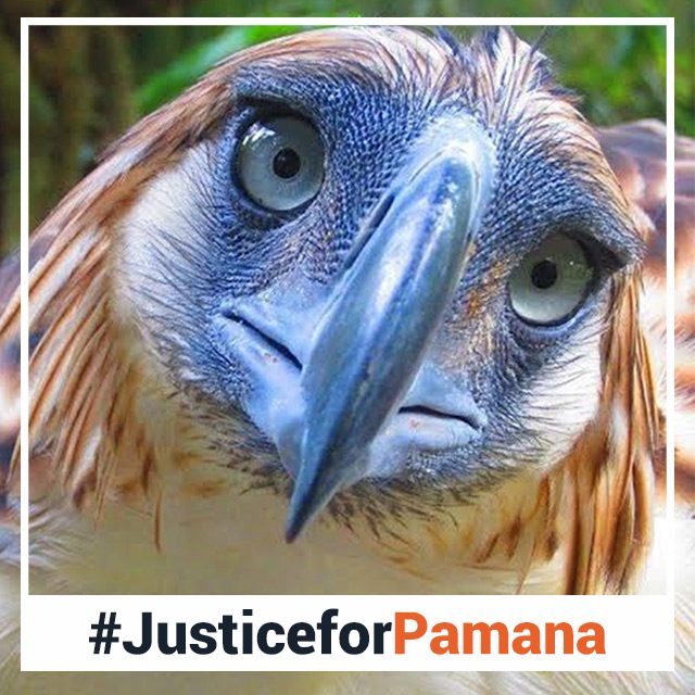#JusticeforPamana: Change your Twitter, Facebook photos