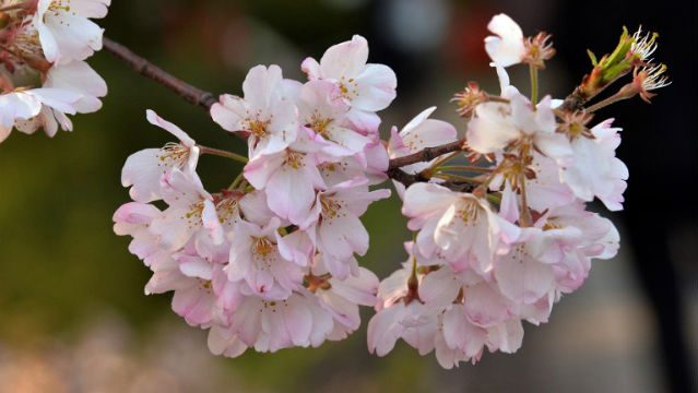 ‘Cherry tree from space’ mystery baffles Japan