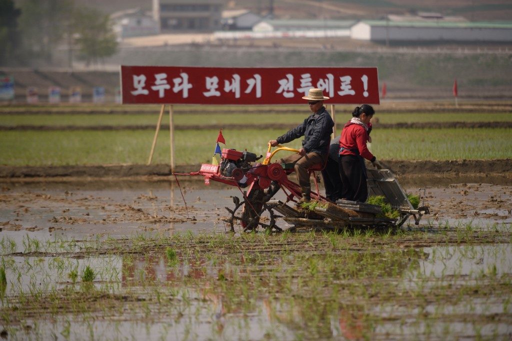 South Korea to send 50,000 tons of rice to North