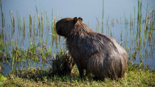 Golfers, capybaras compete side by side on the Rio greens