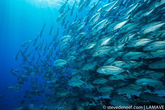 SCHOOLING JACKS. A healthy reef, means healthy residents! From the small reef fish to the larger schooling fish, Tubbataha Reefs offer an insight into a working ecosystem. Steve de Neef/LAMAVE 