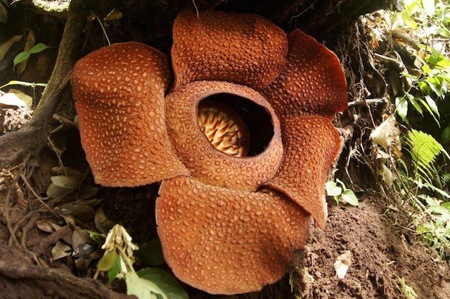 Fakta di balik bunga Rafflesia Arnoldii
