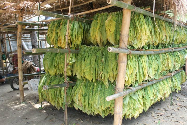HARVEST. This photo shows harvested tobacco leaves. All photos by Jee Geronimo/Rappler 