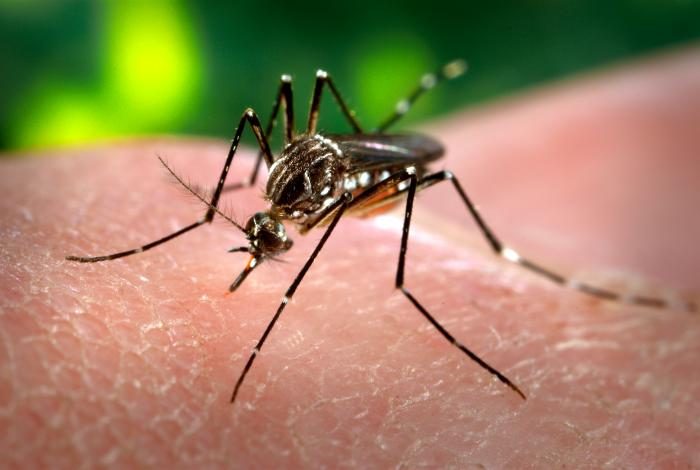 Zika virus: US issues travel warning for pregnant women