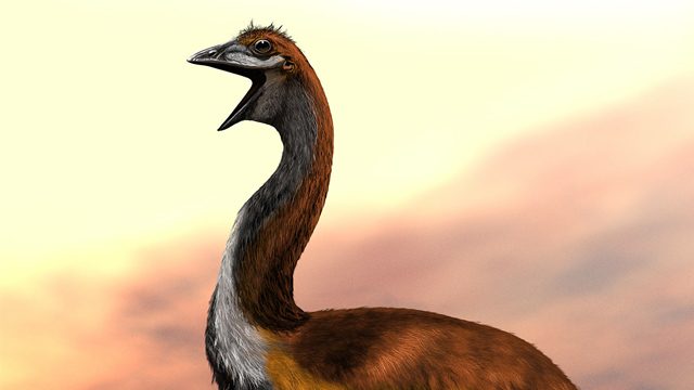 Ending decades of doubt, ‘biggest bird’ dispute put to nest