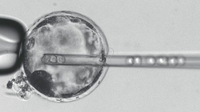 Scientists create first human-pig embryos