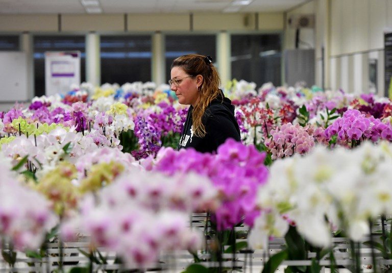 Brexit could wilt huge Dutch flower trade