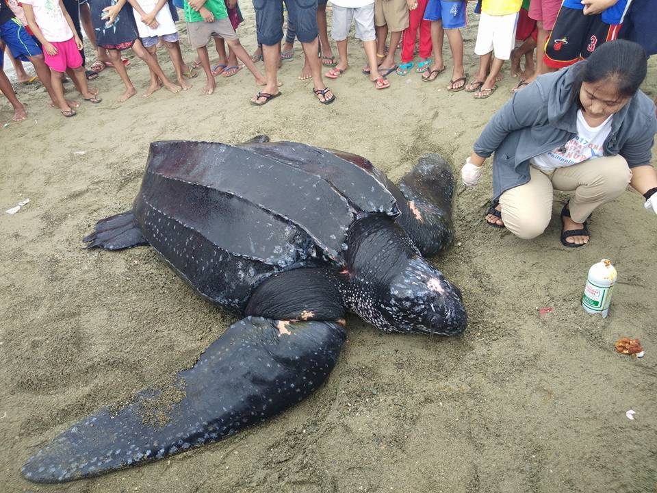 READY FOR RELEASE. The giant leatherback turtle is ready to be returned to the sea after it received treatment for its bruises and scrapes caused by its net entanglement. Photo courtesy of Ryan Cediño  