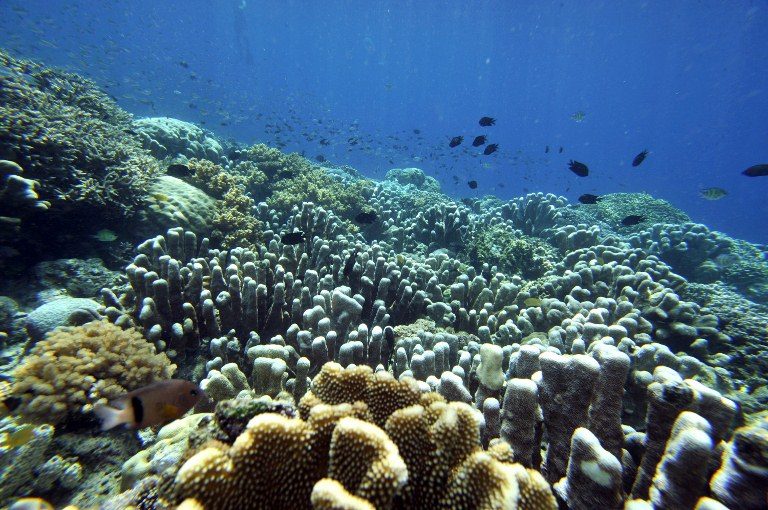 Flood damage would double without coral reefs – study