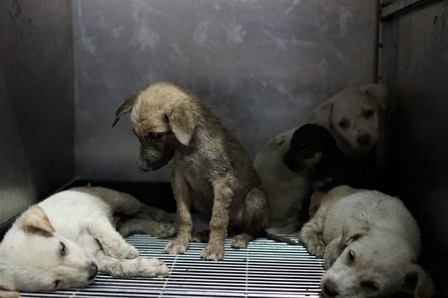 Dogs rescued from Taal eruption going to foster homes – PETA