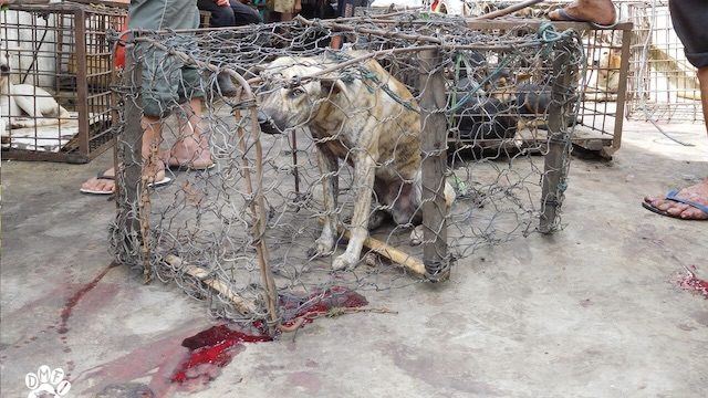 Anjing, kucing disembelih: Pasar ‘ekstrim’ membuat para aktivis ketakutan