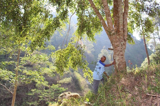 Sadiman berdiri di dekat pohon beringin yang ia tanam di lereng Gunung Gendol, Wonogiri. Foto oleh Ari Susanto/Rappler 