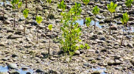 NOT SUITABLE. A scientist's photo of mangrove seedlings planted in rocky shores in Negros Oriental where they are unlikely to thrive. Photo courtesy of Janet Estacion 