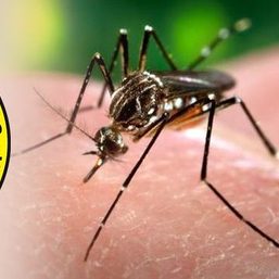 Report suspected Zika virus cases within 24 hours – DOH