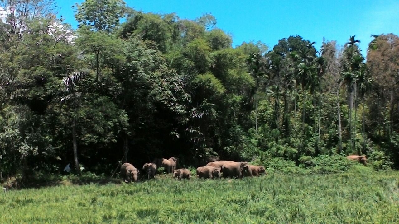 Gajah liar mengobrak-abrik sawah di Pidie