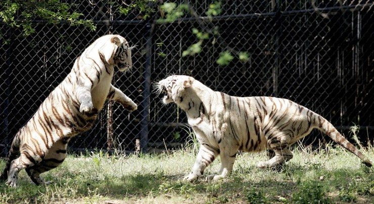 White tiger kills boy at New Delhi zoo – curator
