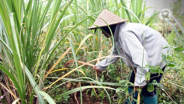 Bukidnon: Many farmers hungry, mired in debt