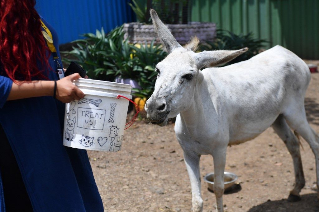Donkey diva: Singing beast of burden becomes Indian sensation
