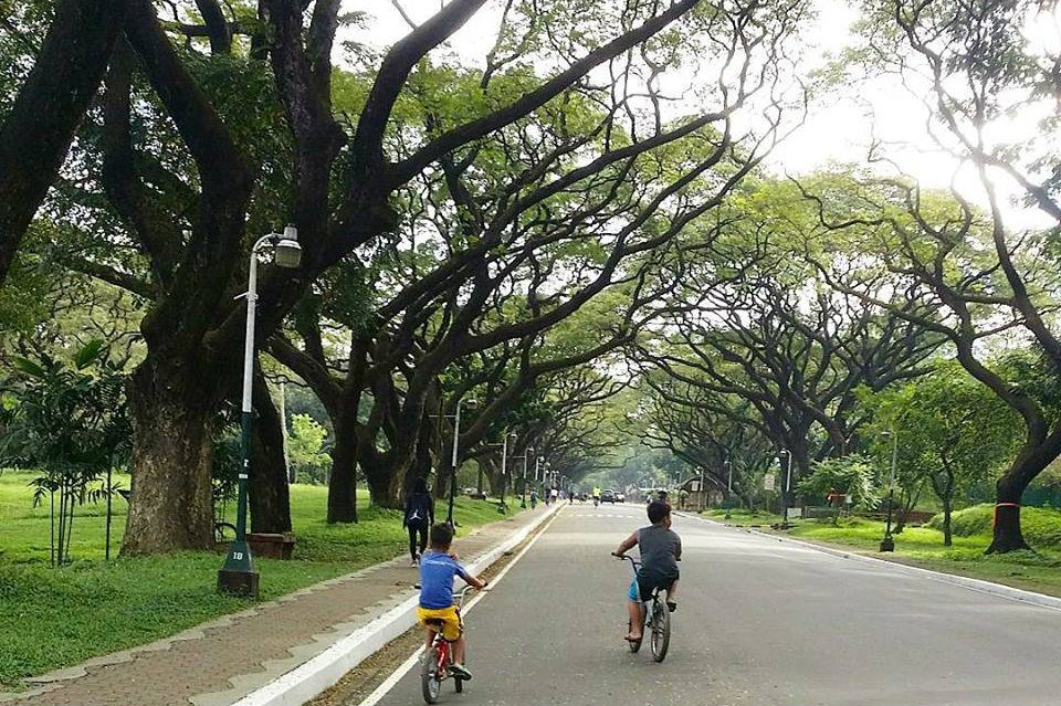 What will happen to the dedicated bicycle lane in UP Diliman?