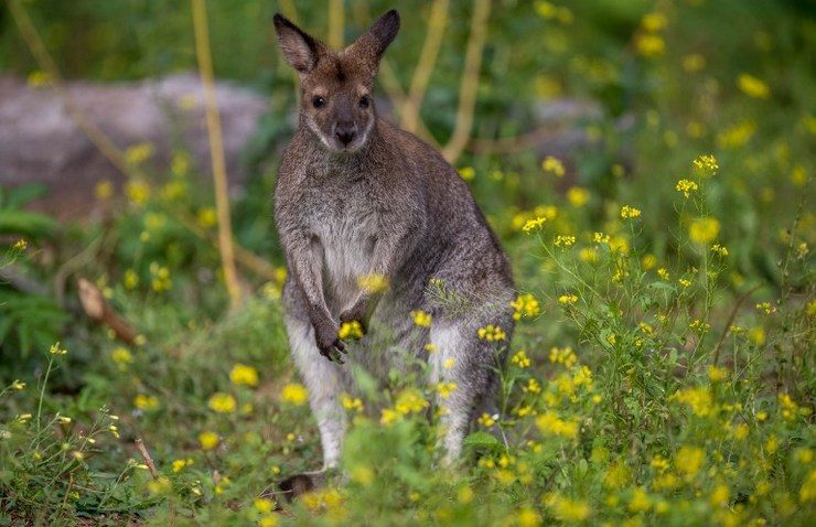 File photo of a red-necked wallaby by AFP.
