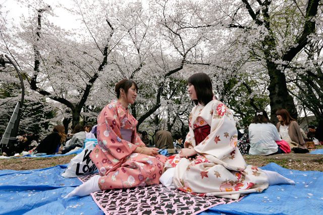 IN PHOTOS: Cherry blossom season in Japan 2014