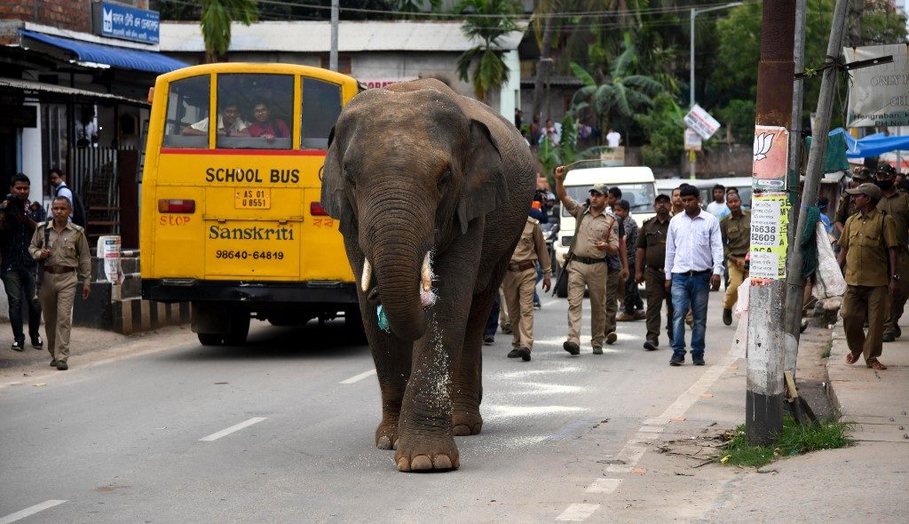 Jumbo commotion as wild bull elephant lumbers into Indian city