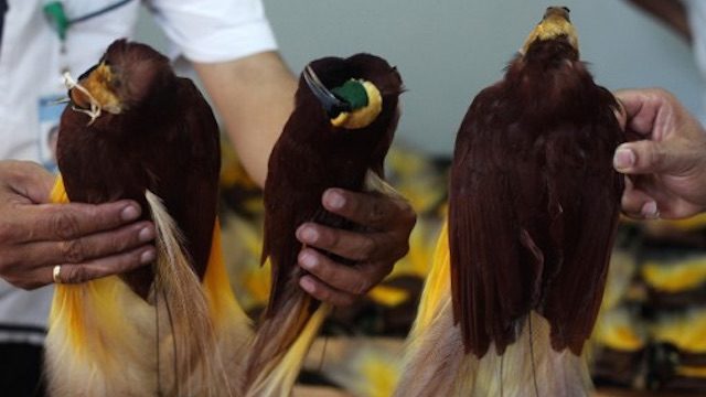 Courier nabbed trying to ship stuffed rare birds