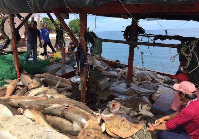 20 Vietnamese fishermen nabbed for poaching in Palawan