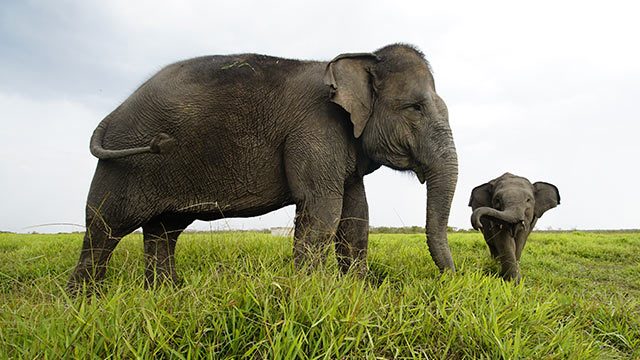 Sumatran elephant found decapitated in Indonesia