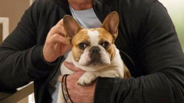 Beatrice, the dog who played Stella on ‘Modern Family,’ dies – reports