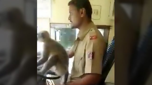 India suspends bus driver for letting a monkey ‘drive’