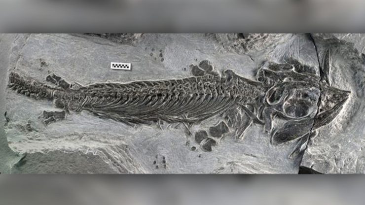 Ichthyosaur fossil solves reptile riddle