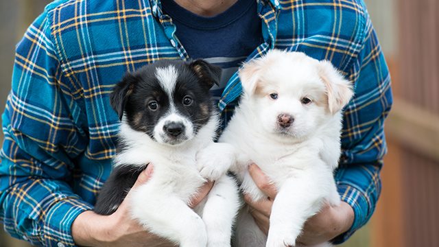 Puppy scammers target lonely Aussies during lockdown