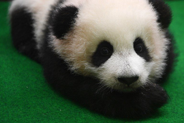 Panda cub makes first public appearance at Malaysia zoo