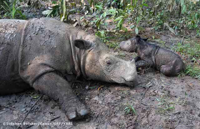 Ratu, seekor badak Sumatera bercula dua, melahirkan anak keduanya pada 12 Mei 2016. Peristiwa kelahiran badak dalam penangkaran tersebut merupakan sesuatu yang ditunggu-tunggu di Indonesia. Foto dari YABI 