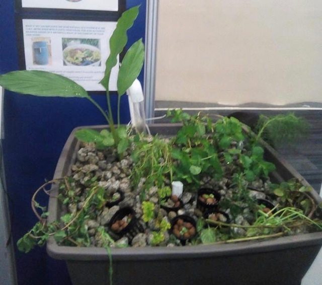 No hungry Filipino: How aquaponics can help in food production