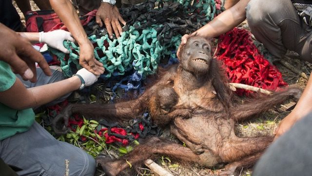 Menyelamatkan diri dari kebakaran hutan, orangutan diserang warga