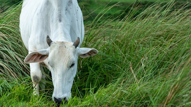 P2.85B shows for ‘minimal improvement’ in dairy program