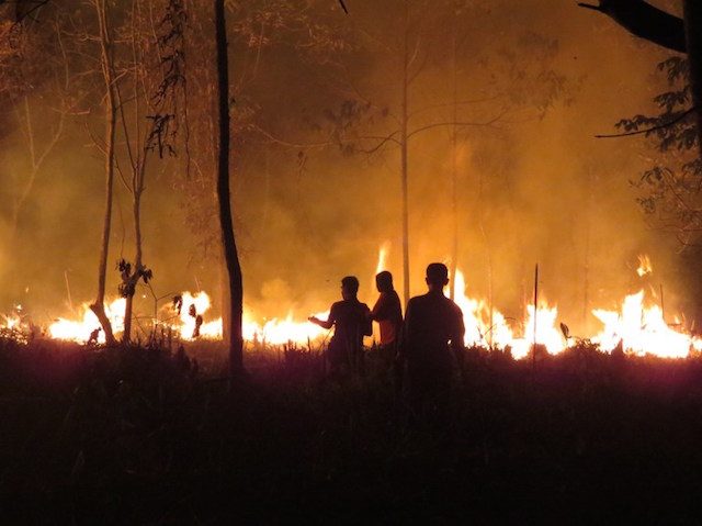 Orangutan kehilangan habitatnya akibat kebakaran hutan